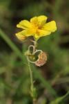 Helianthemum nummularium