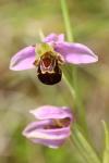 Ophrys apifera
