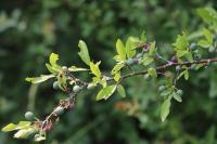 Prunus spinosa