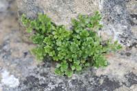 Asplenium ruta-muraria