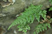 Asplenium adiantum-nigrum