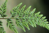 Asplenium adiantum-nigrum