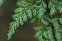 Asplenium adiantum-nigrum