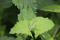 Chenopodiastrum hybridum