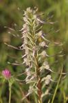 Himantoglossum hircinum
