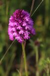 Anacamptis pyramidalis