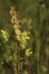 Rhinanthus minor