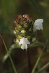 Prunella laciniata