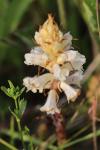 Orobanche picridis-hieracioidis
