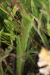 Orobanche picridis-hieracioidis