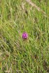 Anacamptis pyramidalis