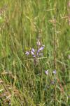 Campanula rapunculus