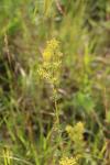 Galium verum