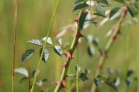 Rosa rubiginosa