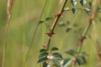Rosa rubiginosa