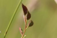 Rosa rubiginosa
