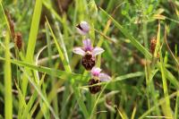 Ophrys holosericea