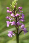 Gymnadenia conopsea
