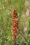 Orobanche amethystea