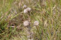 Carlina vulgaris