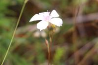 Linum tenuifolium