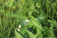 Vincetoxicum hirundinaria