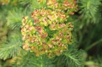 Euphorbia cyparissias