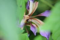 Iris foetidissima