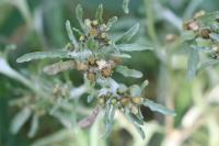 Gnaphalium uliginosum