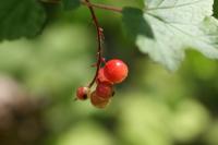Ribes rubrum