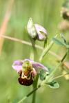 Ophrys apifera