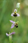 Ophrys apifera