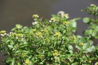 Nasturtium officinale
