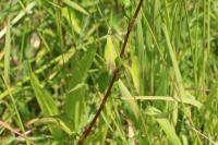 Persicaria maculosa