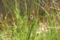 Persicaria maculosa
