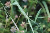 Lathyrus hirsutus