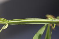 Lathyrus hirsutus