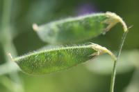 Lathyrus hirsutus