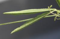 Lathyrus hirsutus