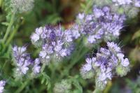 Phacelia tanacetifolia
