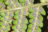 Dryopteris filix-mas