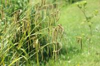 Carex pendula