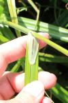 Carex pendula