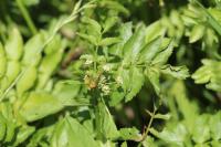Helosciadium nodiflorum