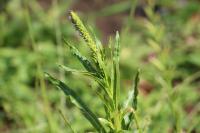 Reseda luteola