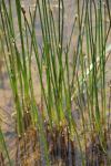 Eleocharis palustris