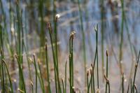 Eleocharis palustris