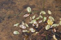 Potamogeton natans