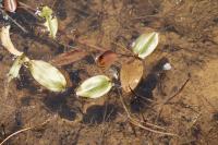 Potamogeton natans
