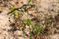 Centaurium erythraea